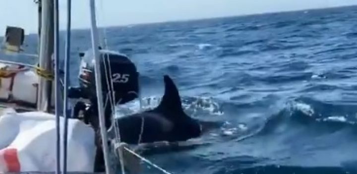 Orcas en Galicia