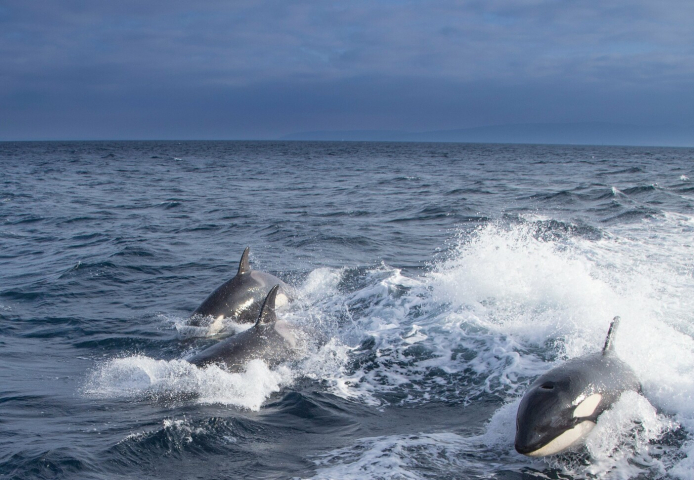 orcas en al agua